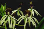 Epidendrum lancifolia x Epicattleya Miva Etoille `Black Comet´