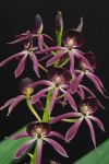 Epidendrum lancifolia x Epicattleya Miva Etoille `Black Comet´