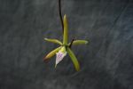 Epidendrum (correct: Panarica) brassavolae