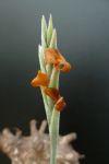 T. Hybrid Holm´s Wintersun (crocata x caliginosa)