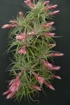 A Tillandsia Hybrid Holm´s Ideal (T. globosa x sucrei) now with buds---jetzt knospig