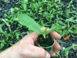 Phalaenopsis micholitzii