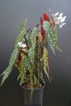 Begonia maculata Wightii