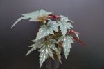 Begonia aconitifolia (sceptra)