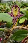 Bulbophyllum macrantum
