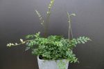 Bolbitis heteroclita ´Difformis´(Mini fern, grows in pot or as water plant)