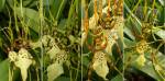 Brassia Nanboh Breeze x (Brassia Eternal Wind x Brassia Rex)