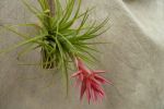 A T. globosa  flowering soon-- in Knospe
