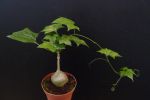 Gerrardanthus macrorhizus (Caudex plant)