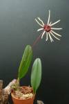 Bulbophyllum (Cirrhopetalum) makoyanum