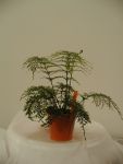 Asplenium bulbiferum (daucifolium Grob / Coarse) Mother Fern / Hen and Chicken Fern