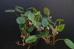 Begonia elaeagnifolia (schulzei)
