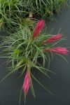 T. Hybrid Holm´s Pink Star (aeranthos x tenuifolia)