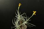 T. Hybrid (aurea x crocata) size & price on request