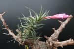 T. Hybrid Holm´s Twin Star (tenuifolia var. vaginata x tenuifolia var. Emerald Forest)