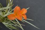 T. Hybrid Holm´s Sunset (T. crocata Orange x albertiana)