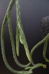Lycopodium carinatum (2+shoots)