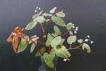 Begonia dietrichiana