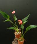 Anthurium andreanum Hybrid Mini