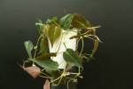 Philodendron hederaceum var. hederaceum (Micans)