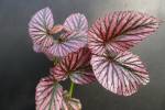 Begonia brevirimosa ´Exotica´
