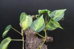 Philodendron hederaceum (var. oxycardium) 'Brazil' = 'Variegata'