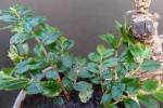 Begonia foliosa var. Miniata