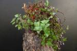 Crassula species `Mini`