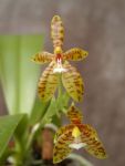 Phalaenopsis cornu-cervii