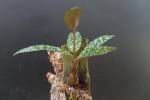 Ledebouria socialis (Scilla violacea)
