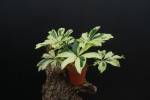 Schefflera arboricola 'Variegata'