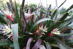 Billbergia , red spotted leaves