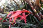 Billbergia , red spotted leaves