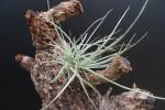 A T. Hybrid Sesca (schiedeana x baileyi) clumps    flowering soon- mit Rispen