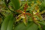 Phalaenopsis pantherina