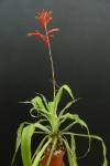 Pitcairnia orchidifolia
