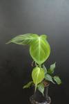 Philodendron camposportoanum