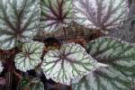 Begonia Rex-Hybride A