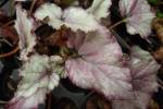 Begonia Rex-Hybride C