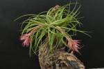 A Tillandsia Hybrid Remember A Bob Holm ((geminiflora x sucrei) x globosa)   flowering
