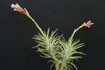 T. araujei (corr.: tenuifolia var. araujei)