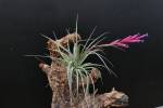 T. Hybrid (tenuifolia var. Amethyst x (Holm´s Blue Rose x Holm´s Pink Star))
