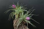 T. Hybrid Holm´s Twin Rose (stricta var. hart x Holm´s Twin Star) (see more information)