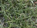 Dendrochilum luzonense (species 'Grass')