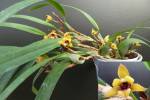 Maxillaria variabilis ´Yellow´