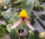 Bulbophyllum bolsteri