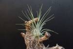 T. Hybrid Holm´s Firefly x ionantha var. ionantha (see more information)