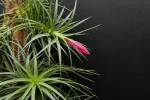 T. Hybrid Holm´s Pink Star x tenuifolia var. vaginata (see more information)
