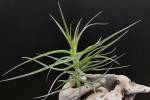 T. aeranthos ´Green Giant´