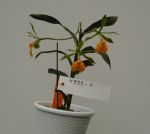 Epidendrum (vitellinum x mariae) x pseudepidendrum